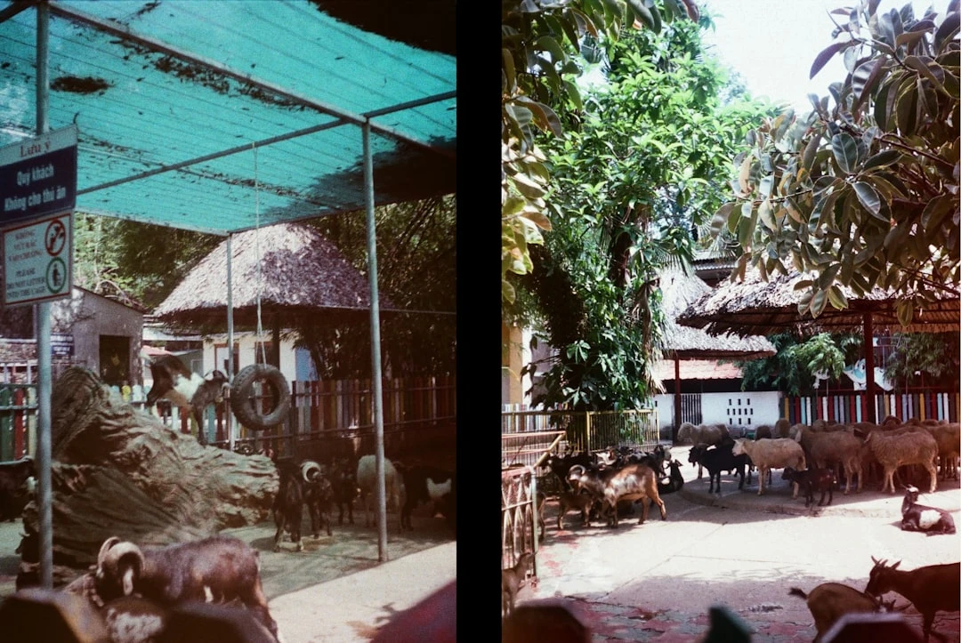 Lịch sử tổ chức giải Bóng chuyền Liên Việt PostBank