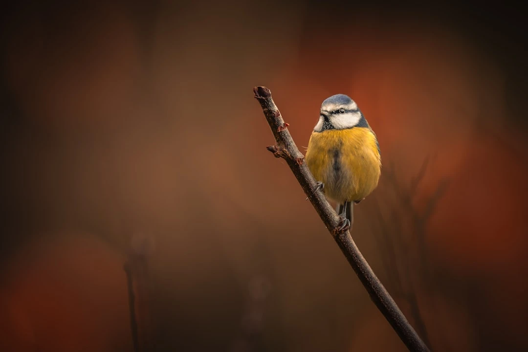 du-doan-tran-dau-ngoai-hang-anh-duoi-goc-nhin-nha-bao-the-thao